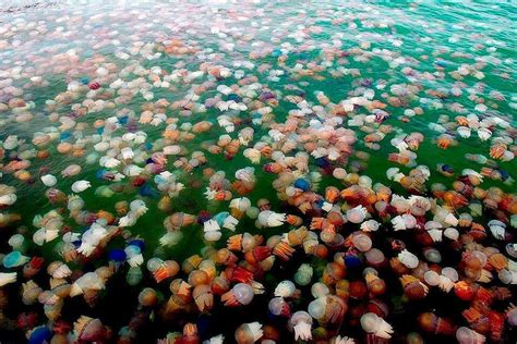 Jellyfish Migration Wow Deep Sea Creatures Jellyfish Lovely