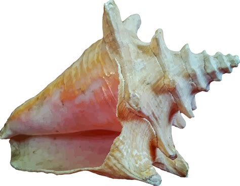 Conch Shell Png Png Image Collection