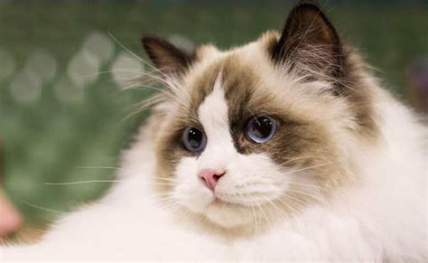 Ragdoll Cat Breed Information For The First Time Owners Temperament