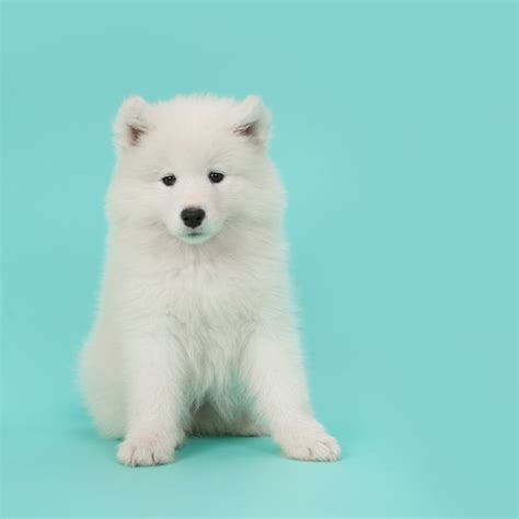 15 Small White Dog Breeds — Little White Dog Breeds