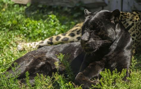 Wallpaper Light Stay Predator Panther Lies Wild Cat Black Jaguar