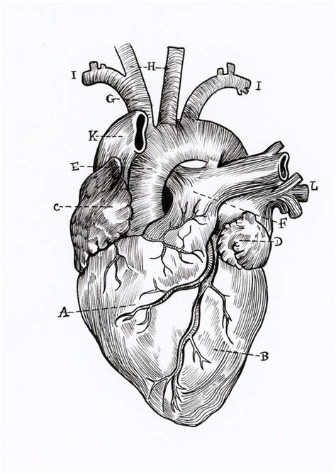 Thingiverse is a universe of things. Pin by luna massarani on anatomy drawing | Human anatomy ...