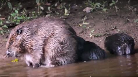 Beaver Fever Mother Beaver Has A Splash With Her Babies Itv News
