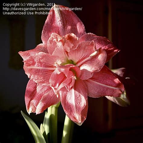 Plantfiles Pictures Amaryllis Rozetta Hippeastrum By Vwgarden