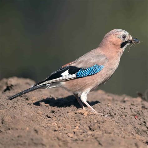 All about the Jay - GardenBird