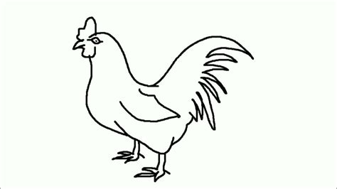 How To Draw A Cock Very Easy Step By Step Drawing A Cock Drawing