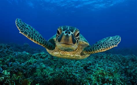 Swimming Turtle Underwater Picture Hd Animals Wallpapers