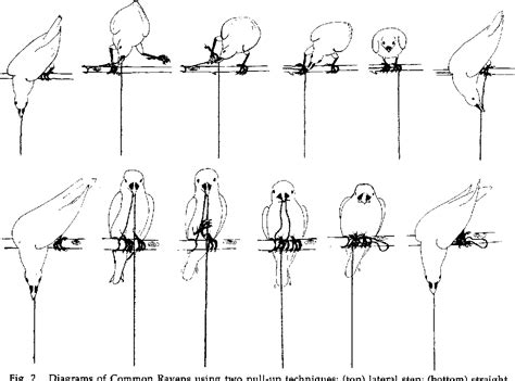 Figure From An Experimental Investigation Of Insight In Common Ravens
