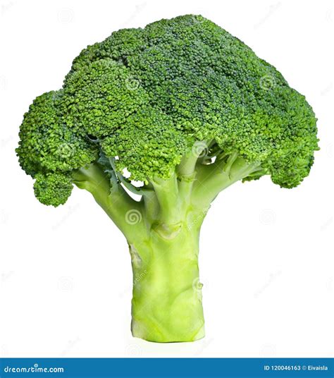 Fresh Green Broccoli Isolated On White Stock Image Image Of Botany