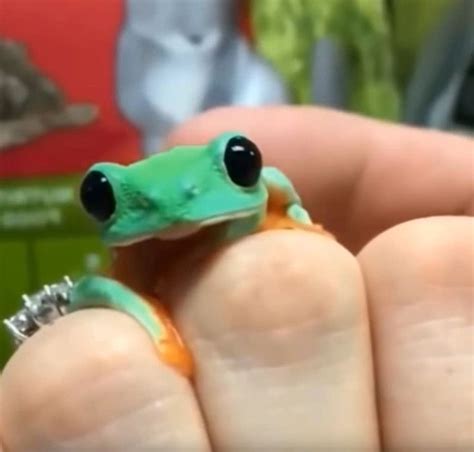 Adorable Eyes Video Cute Reptiles Pet Frogs Frog Pictures