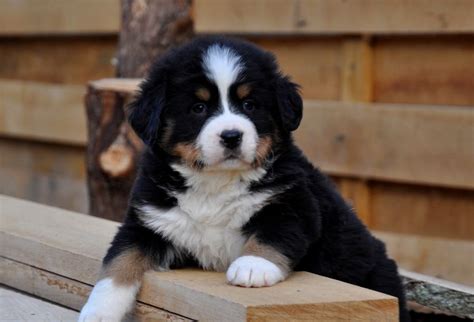 Bouvier bernois magnet aimant chien + ardoise magnétique frigo + marqueur b6. Adorables chiots de notre elevage Bouvier Bernois ...