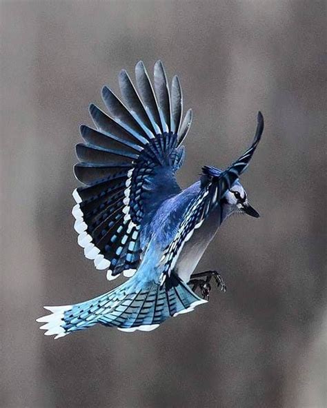 The brash and beautiful blue jay is seldom regarded with indifference. Blue Jay by Heather Bashow | Birds flying, Blue jay bird ...