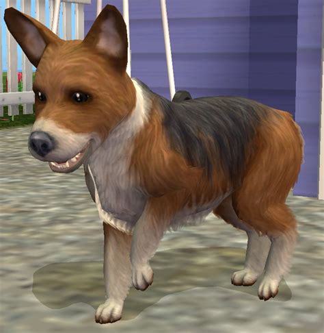 Mod The Sims Corgi Dog Breed