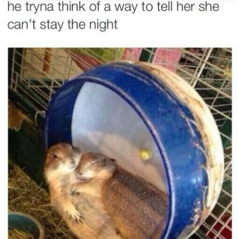 When You Said Hamster Wheel And Chill But Didnt Mean Actually Hamster