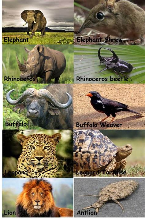 Big Five Animals Images Animalbilder