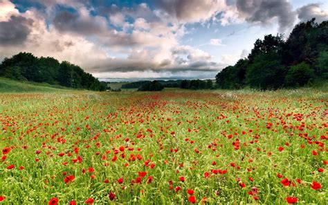 Nature Landscapes Flowers Fields Trees Sky Skies Clouds Poppy
