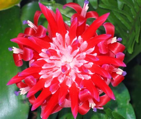 Blok888 Top 10 Most Exotic Flowers In The World 1