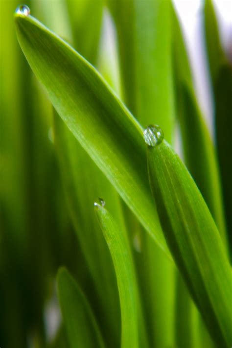 Dew Drops On Grass 1 Free Photo Download Freeimages