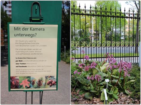 Seit 1893 befindet sich der botanische garten dresden im nordwesten des großen gartens und dient seit 1949 der forschung und lehre der technischen universität dresden. Botanischer Garten Dresden im Mai (1) - Bergblumengarten