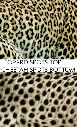 Leopard Vs Cheetah Spots An End To Confusion It Bothers Me When