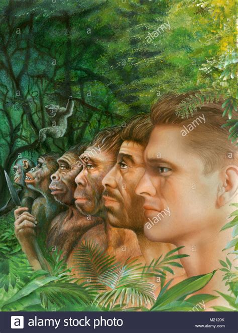 Evolution Of Man From Ape Stock Photos And Evolution Of Man From Ape