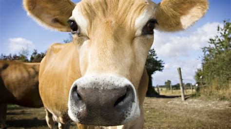 Mind Blowing Cows Hold Clue To Beating Hiv Bbc News