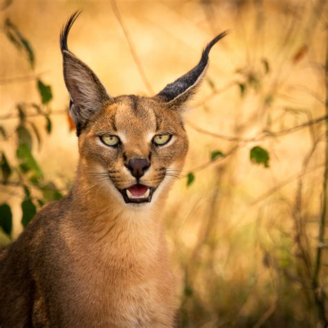 Check spelling or type a new query. This Strange Wild Cat Is Called A Caracal… And It Might ...