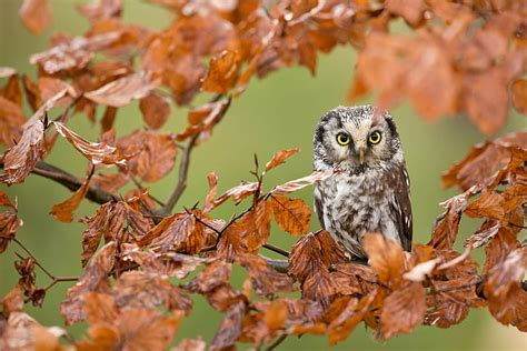 Hd Wallpaper Owl Bird On Branche Branches Leaves Forest Autumn