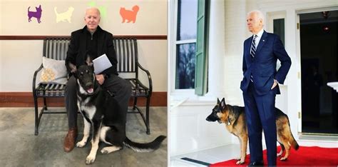 The last time we saw dogs living in the white house was when two portuguese water dogs named sunny and bo resided there with the obama family. A Cinderella story: Joe Biden's shelter dog is going to the White House • l!fe • The Philippine Star