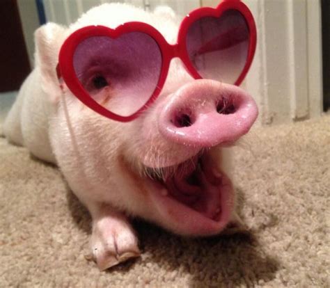 Im A Super Star Cute Baby Pigs Funny Pigs Funny Pig Pictures