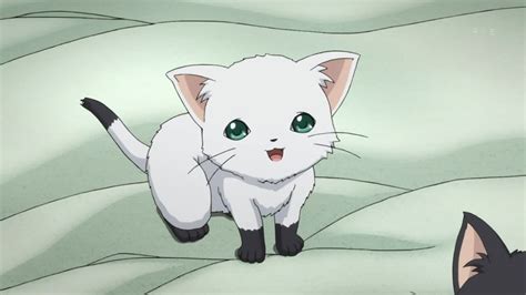 Anime Cat Black Cat Anime Anime Kitten