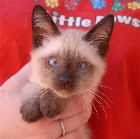 Reputable rescue centers will spay or neuter cats before putting them up for adoption, but other items you'll need to think about are. Derek, a baby boy for adoption, Siamese kitten lovingly ...