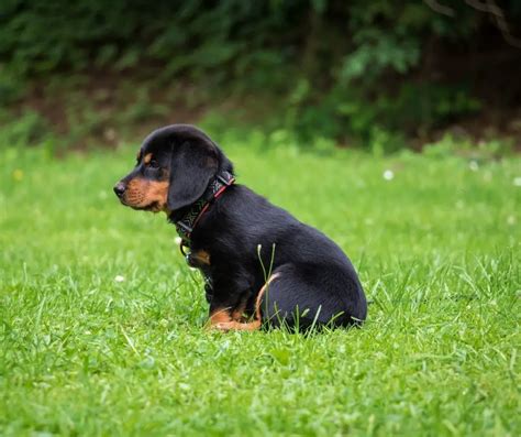 How To Dock A Rottweiler Puppies Tail The Rottweiler Expert Site