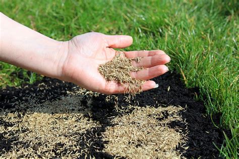 How To Prep Soil For Grass Seed