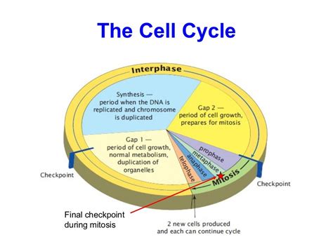 08 The Cell Cycle