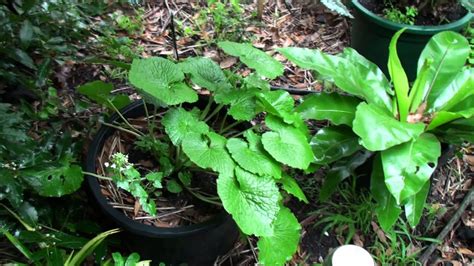 Most of the wasabi provided to customers in restaurants is primarily. Wasabi Plant - YouTube