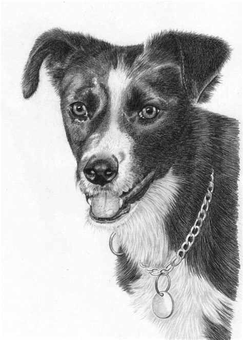 Pencil Drawing Of Dog In Loving Memory Pencil Sketch Portraits