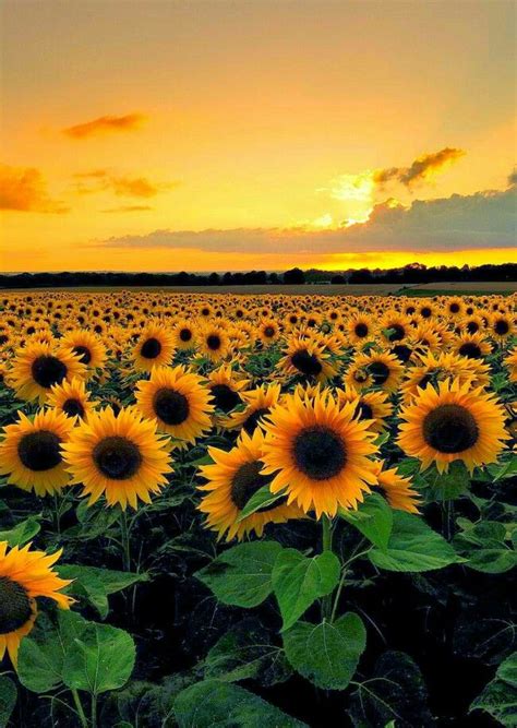 Girasoles 😘 Field Wallpaper Sunflower Wallpaper Sunflower Iphone