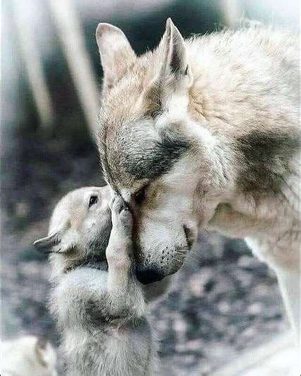 What Are Baby Wolves Called Learn About Nature