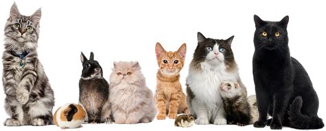 Rita and just for cats pet sitting have become family to the many felines and humans who rely on them. Whiskers Pet Sitting Service - Cat and small animal pet ...