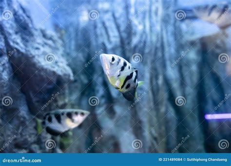 Common Archer Fish In Aquarium Freshwater Fish Stock Photo Image Of