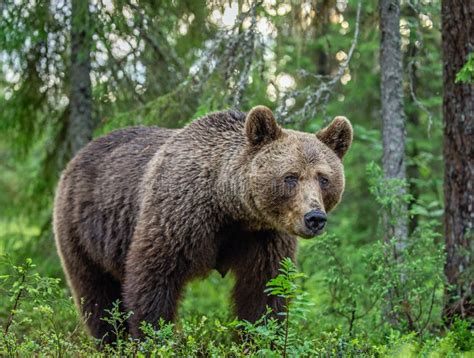 Adult Female Brown Bear Close Up Portrait Of Brown Bear In The Summer