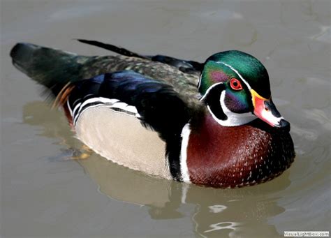 Identify American Wood Duck Wildfowl Photography