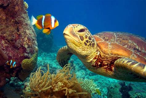 Love The Colorful Nature Of World Best Wildlife Arte De Tortugas
