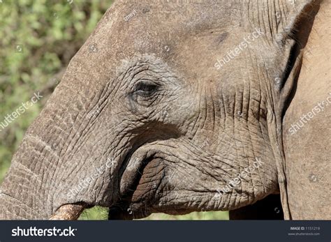 Close Up Of Baby Elephant Face Stock Photo 1151219 Shutterstock