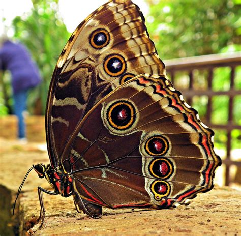 10 Most Beautiful Butterflies In The World — Страница 5 — Info