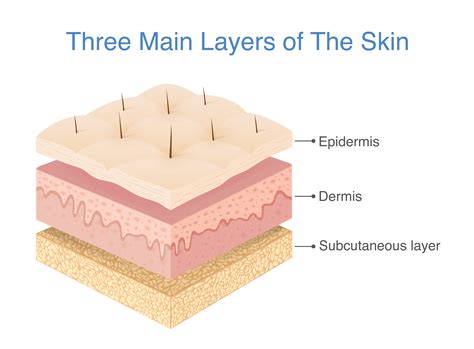 Set Different Types Skin Layers Cross Section Of Human Skin Structure