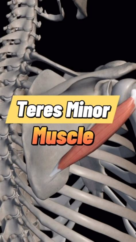 Teres Minor Musculus Teres Minor • Origin Scapula Lateral Border