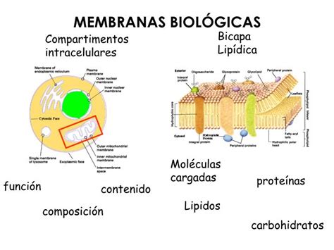 Ppt Membranas BiolÓgicas Powerpoint Presentation Free Download Id