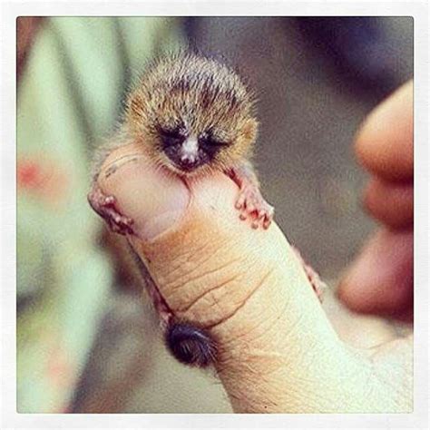 Meet The Smallest Primate Species In The World Madame Berthes Mouse